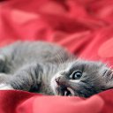  Lika,  -  3  2010      2 :))