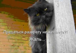 ���� ������, ����������, 54 ���� - ��������� 7 ������� 2011