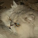 ���� ��������, �����, 61 ��� - ��������� 18 ���� 2011 � ������ ���� �������.�