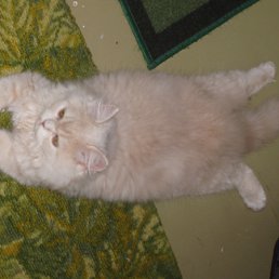 ���� Tamagavk, ������, 40 ��� - ��������� 2 �������� 2011
