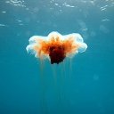 ���� ������, ������, 60 ��� - ��������� 4 ����� 2012 � ������ �� ������� ���������