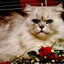 ���� Ageres-brutaali, ���������, 45 ��� - ��������� 19 ������� 2010 � ������ �������