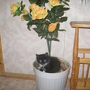 ���� ���������, ������ ��������, 46 ��� - ��������� 26 ������ 2009 � ������ ���� ��������: ��������