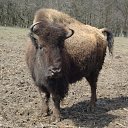  , , 37  -  17  2010   2