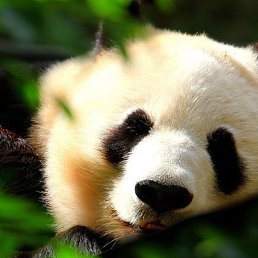 ����, �������