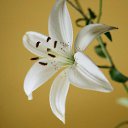 ���� ������, ���-����, 27 ��� - ��������� 17 ������� 2009 � ������ �����������