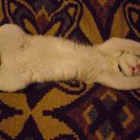 ���� ����, ������, 49 ��� - ��������� 25 ������� 2010 � ������ �PetLove�