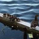 ���� �������, �������, 52 ���� - ��������� 29 ���� 2011 � ������ �PetLove�