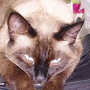 ���� ����, ����� - ��������� 4 ���� 2013 � ������ ����� ��� ������������