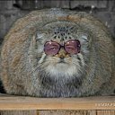 ���� Limon, ���������, 39 ��� - ��������� 10 ���� 2009 � ������ ���� �������� ��������...�