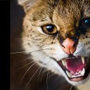 ���� �����, ����, 50 ��� - ��������� 8 ����� 2013