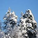  Serzh Van Der Maaremaan,  -  1  2009    