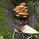 �������� �� ������� �������