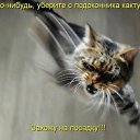 ���� �����, �����, 64 ���� - ��������� 23 ������ 2012 � ������ �Avataria�