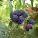 ���� Kolyuchka, �����������, 45 ��� - ��������� 29 ������ 2011 � ������ ���� ����������