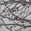 ���� Svetlana, ������, 59 ��� - ��������� 29 ������ 2011 � ������ ����������� ����������� 2011�