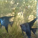 ���� ���������, �����������, 49 ��� - ��������� 5 �������� 2011