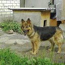 ���� Irbis, ������, 35 ��� - ��������� 24 ������ 2010