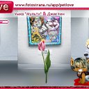  ,  -  3  2010   PetLove