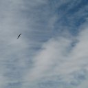 ���� ˸��, �������, 55 ��� - ��������� 20 ���� 2010 � ������ �������