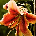 ���� ����� - ���������� ��������!!!, �����������, 56 ��� - ��������� 10 ������ 2010 � ������ ������