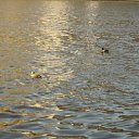  Katrine, , 40  -  21  2010     