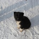  Asya, , 39  -  25  2010   