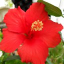 ���� ��������, ���������, 62 ���� - ��������� 3 ���� 2013 � ������ ���� ����������