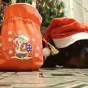 ���� ������, ��������, 33 ���� - ��������� 12 ������ 2011 � ������ �������