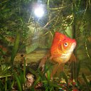  (  ),  , 54  -  26  2010   