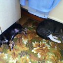 ���� �����, ������������, 38 ��� - ��������� 4 ������� 2012 � ������ ���� ��������