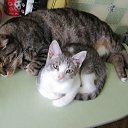 ���� ����, �����, 62 ���� - ��������� 15 ���� 2012 � ������ ���� �������ۻ