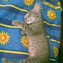 ���� ����, �������, 47 ��� - ��������� 22 ������� 2013 � ������ ��� �������