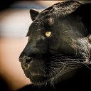 ���� ����� (98 Rus), �����-��������� - ��������� 20 ������� 2013 � ������ ���� ����������