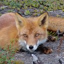 ���� ������, ��������� - ��������� 17 ������� 2014