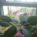  Masha, , 43  -  7  2013    