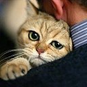 ���� ����, ��������, 49 ��� - ��������� 22 �������� 2013