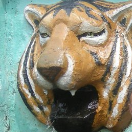 Dion, ���������, 50 ���