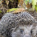 ���� ϸ��, ������-��-����, 50 ��� - ��������� 25 ������ 2014