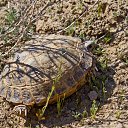 ���� �����, �������, 68 ��� - ��������� 29 ������ 2013 � ������ ����� ��������