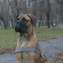 ��� ����)