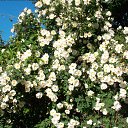 ���� ����, �����-���������, 68 ��� - ��������� 14 ������� 2014