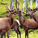 ���� ��������, ������, 56 ��� - ��������� 3 ������� 2013 � ������ �������� ������