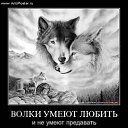 ���� King Black Wolf K&kappa;&psi;&eta;&beta;&omega;, �����-���������, 48 ��� - ��������� 8 ������ 2013 � ������ ���� ����������
