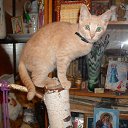   ( ), , 64  -  6  2014    