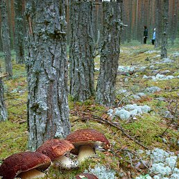 ���� ������, ��������� - ��������� 26 �������� 2013