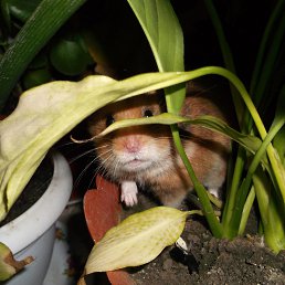  Wasea, , 39  -  3  2013