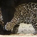 ���� �������, ���� - ��������� 13 ������ 2013 � ������ �Leo�