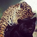 ���� �������, �����������, 42 ���� - ��������� 25 ������� 2013 � ������ ���� ����������