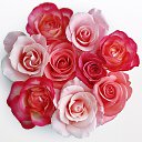 ���� ��������, �����-���������, 49 ��� - ��������� 11 ������� 2014 � ������ ���� ����������